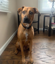 Dog Painting from Photo, Custom Dog Wood Signs